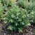 Cigar Plant White Cuphea Ignea Coan Seeds
