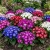Cineraria Hybrids Mix Cineraria Cruenta Amigo Seeds