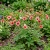 Cinquefoil Miss Willmott Potentilla Nepalensis Seeds