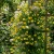 Clematis Golden Clematis Tangutica Aztek Seeds 2
