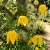 Clematis Golden Clematis Tangutica Aztek Seeds