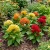 Cockscomb Mix Dwarf Celosia Cristata Nana Jessica Seeds
