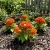 Cockscomb Orange Dwarf Celosia Cristata Nana Jessica Seeds 