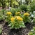 Cockscomb Yellow Dwarf Celosia Cristata Nana Jessica Seeds