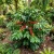 Coffee Arabian Coffea Arabica Nana Seeds