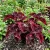 Coleus Black Dragon Solenostemon Scutellarioides Seeds 