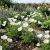 California Poppy White Eschscholzia Californica Seeds