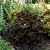 Coleus Chocolate Mint Solenostemon Scutellarioides Seeds