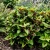 Coleus Chocolate Splash Solenostemon Scutellarioides Seeds