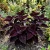Coleus Dark Chocolate Solenostemon Scutellarioides Seeds