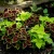 Coleus Fuseables Chocolate Symphony Solenostemon Scutellarioides Seeds