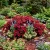 Coleus Jazz Ruby Solenostemon Scutellarioides Seeds