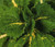 Coleus Kong Green Solenostemon Scutellarioides Seeds 