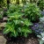 Coleus Kong Green Solenostemon Scutellarioides Seeds 
