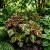 Coleus Kong Mosaic Solenostemon Scutellarioides Seeds