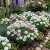 Candytuft Dwarf Iberis Umbellata Seeds 
