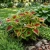  Coleus Kong Red Solenostemon Scutellarioides Seeds