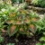 Coleus Kong Salmon Pink Solenostemon Scutellarioides Seeds
