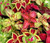 Coleus Rainbow Mix Solenostemon Scutellarioides Seeds