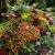 Coleus Rainbow Mix Solenostemon Scutellarioides Seeds