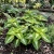 Coleus Versa Green Halo Solenostemon Scutellarioides Seeds
