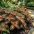 Coleus Wizard Coral Sunrise Solenostemon Scutellarioides Seeds