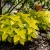 Coleus Wizard Golden Solenostemon Scutellarioides Seeds 