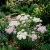 Candytuft Tall Iberis Umbellata Seeds 