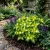 Coleus Wizard Jade Solenostemon Scutellarioides Seeds 