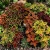 Coleus Wizard Mix Solenostemon Scutellarioides Seeds