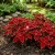Coleus Wizard Scarlet Solenostemon Scutellarioides Seeds