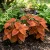 Coleus Wizard Sunset Solenostemon Scutellarioides Seeds