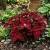 Coleus Wizard Velvet Red Solenostemon Scutellarioides Seeds