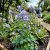 Columbine Blue Dream Aquilegia Caerulea Seeds