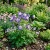 Columbine Blue Star Aquilegia Caerulea Seeds