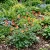 Columbine Eastern Red Aquilegia Canadensis Seeds