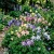 Columbine Mix Aquilegia Caerulea Seeds