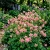 Columbine Nora Barlow Pink Aquilegia Vulgaris Seeds