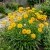 Coreopsis Early Sunrise Coreopsis Grandiflora Seeds