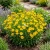  Coreopsis Lanceleaf Dwarf Coreopsis Lanceolata Seeds