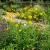 Coreopsis Lanceleaf Tall Coreopsis Lanceolata Seeds p2
