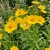 Coreopsis Lanceleaf Tall Coreopsis Lanceolata Seeds