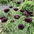 Cornflower Black Ball Centaurea Cyanus Seeds 