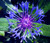 Cornflower Mountain Bluet Centaurea Montana Seeds