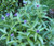 Cornflower Mountain Bluet Centaurea Montana Seeds 5