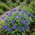 Cornflower Mountain Bluet Centaurea Montana Seeds