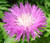 Cornflower Persian Centaurea Dealbata Seeds