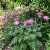 Cornflower Persian Centaurea Dealbata Seeds