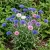 Cornflower Polka Dot Mix Tall Centaurea Cyanus Seeds
