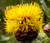 Cornflower Yellow Globe Centaurea Macrocephala Seeds 